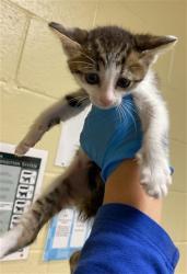 Shelter Stray Male Cat last seen TURNBRIDGE DR & LUTHER DR, 2127 Front St, Sacramento, CA 95818, USA
