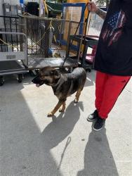 Shelter Stray Female Dog last seen POCKET RD & BLUE DOLPHIN WAY, 2127 Front St, Sacramento, CA 95818, USA
