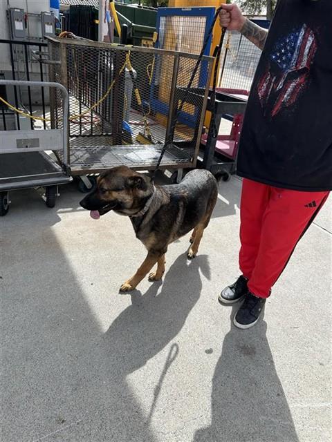 Shelter Stray Female Dog last seen POCKET RD & BLUE DOLPHIN WAY, 2127 Front St, Sacramento, CA 95818, USA