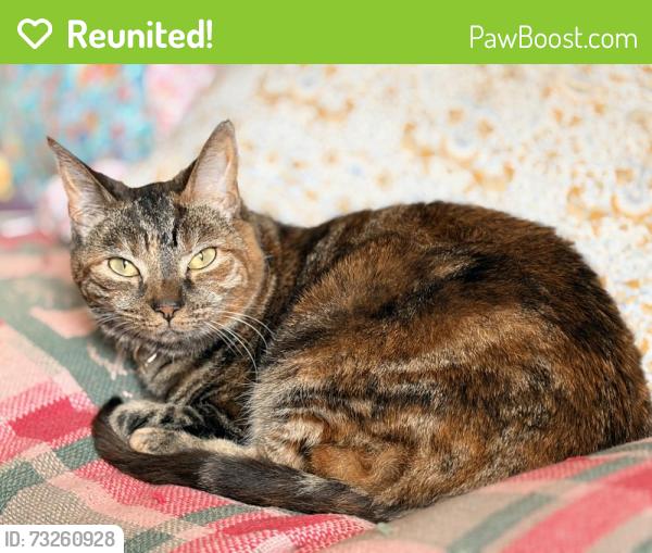 Reunited Female Cat last seen Wake street Lincoln, Lincolnshire, England 