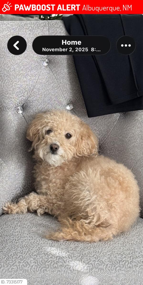 Lost Male Dog last seen Wyoming and and Zuni, Albuquerque, NM 87102