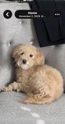 Lost Male Dog last seen Wyoming and and Zuni, Albuquerque, NM 87102