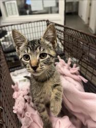Shelter Stray Female Cat last seen , 1850 W 60th St, Los Angeles, CA 90047, USA
