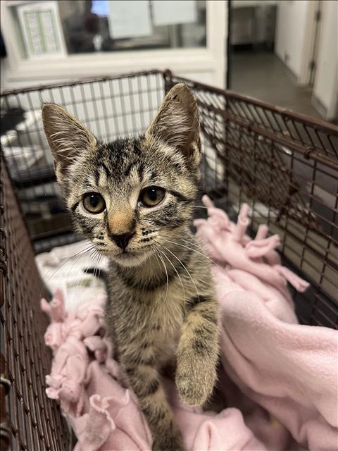 Shelter Stray Female Cat last seen , 1850 W 60th St, Los Angeles, CA 90047, USA