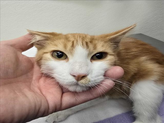Shelter Stray Male Cat last seen , 1850 W 60th St, Los Angeles, CA 90047, USA