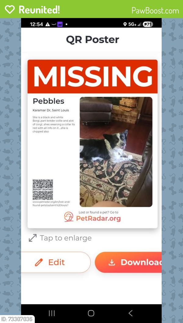 Reunited Female Dog last seen Kerth and karamar, Tesson Ferry Township, MO 63128