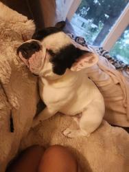Reunited Male Dog last seen Pintail drive and Blue Heron Ct, Cedar Rapids, IA 52402