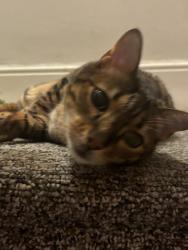Reunited Male Cat last seen Ribblesdale Road where it meets Gristhorpe, West Midlands, England 