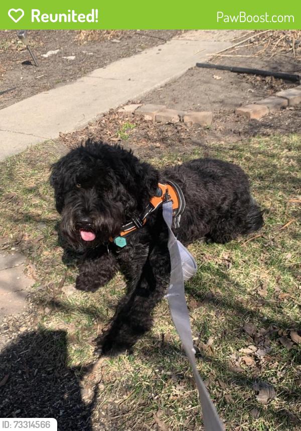 Reunited Female Dog last seen Has been spotted near 43 and Chicago, Minneapolis, MN 55417