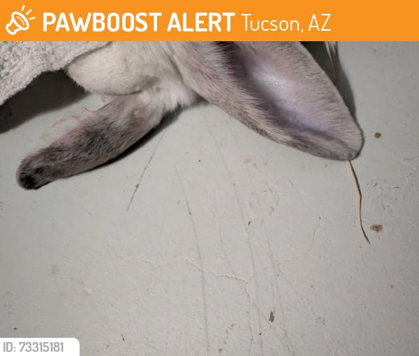 Found/Stray Unknown Rabbit last seen Country Club/22nd, Tucson, AZ 85713
