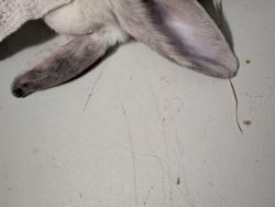 Found/Stray Unknown Rabbit last seen Country Club/22nd, Tucson, AZ 85713