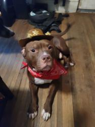 Lost Male Dog last seen N/A, Clinton, IA 52732