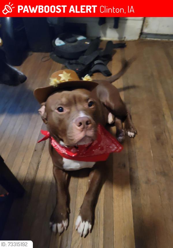 Lost Male Dog last seen N/A, Clinton, IA 52732