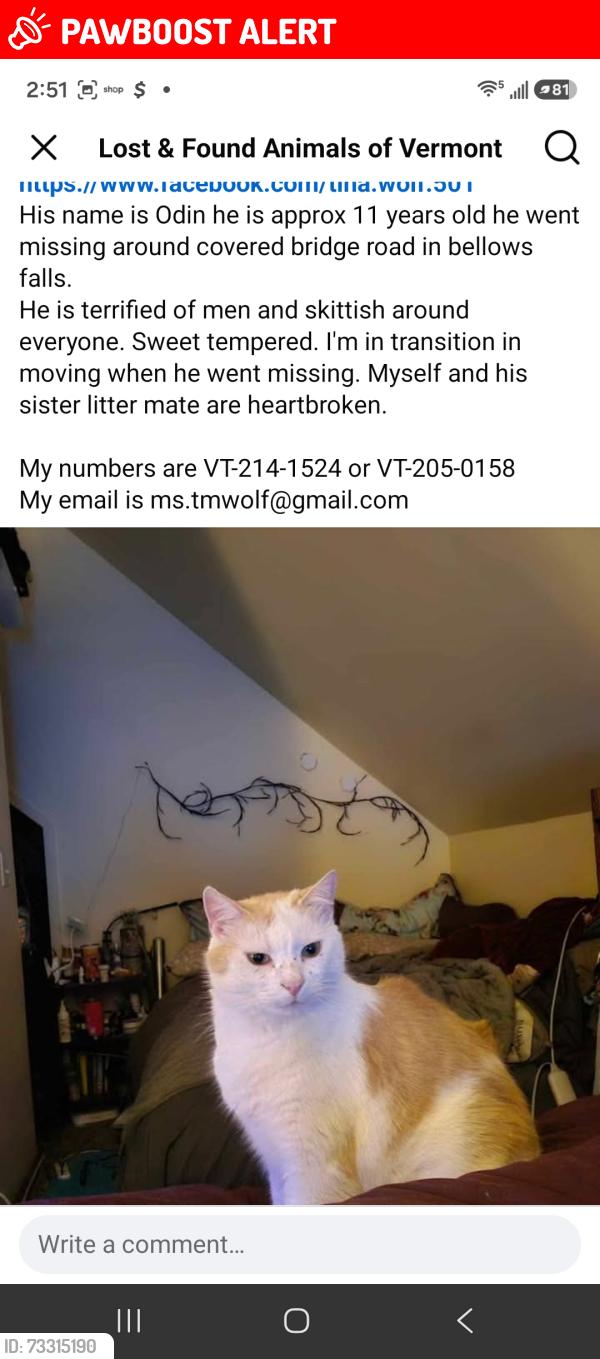 Lost Male Cat last seen NeaR the coveted bridge road, Town of Rockingham, VT 05101