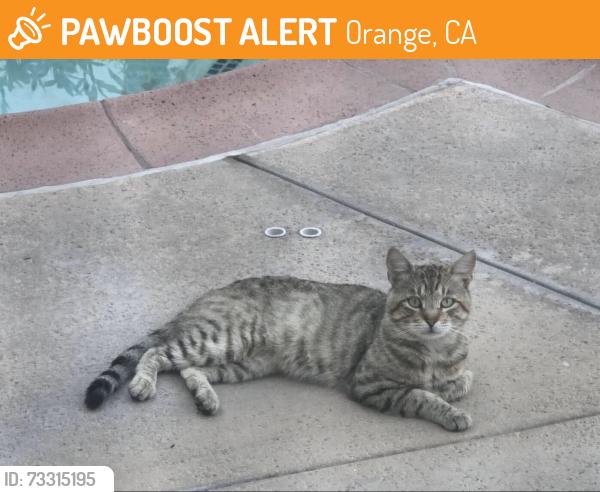 Found/Stray Unknown Cat last seen Summitridge and Meats in City of Orange, Orange, CA 92867