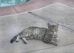 Found/Stray Unknown Cat last seen Summitridge and Meats in City of Orange, Orange, CA 92867