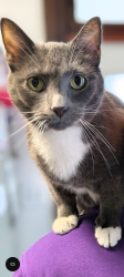 Reunited Male Cat last seen Near E Coover Street Mechanicsburg PA 17055, Mechanicsburg, PA 17055