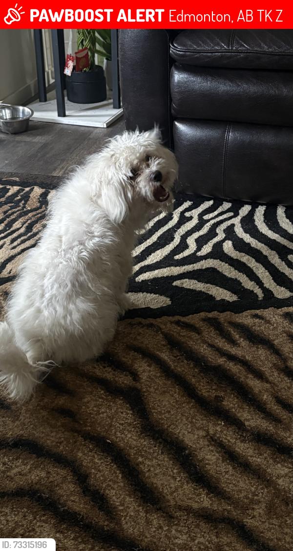 Lost Female Dog last seen Kameyosek, Edmonton, AB T6K 3Z2
