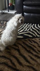 Lost Female Dog last seen Kameyosek, Edmonton, AB T6K 3Z2