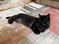 Lost Male Cat last seen Cottonwood Dr. and 116 Ave, Maple Ridge, BC V2X 6C8