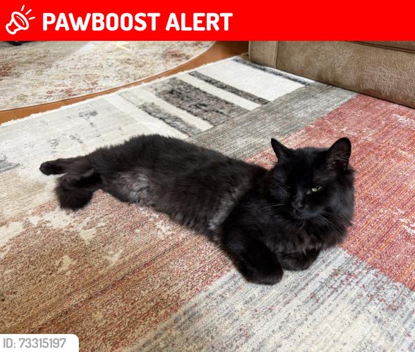 Lost Male Cat last seen Cottonwood Dr. and 116 Ave, Maple Ridge, BC V2X 6C8