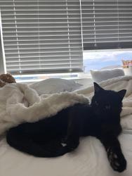 Reunited Male Cat last seen E byers pl, Aurora, CO 80018