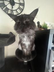 Lost Male Cat last seen Lyneham, Lyneham, England SN15 4EF