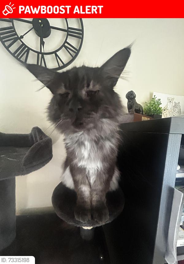 Lost Male Cat last seen Lyneham, Lyneham, England SN15 4EF