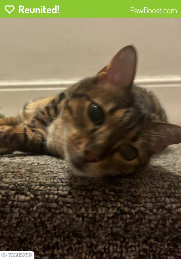 Reunited Male Cat last seen Ribblesdale Road where it meets Gristhorpe, West Midlands, England 