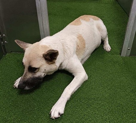 Shelter Stray Female Dog last seen , 38550 Sierra Hwy, Palmdale, CA 93550, USA