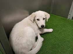 Shelter Stray Male Dog last seen , 38550 Sierra Hwy, Palmdale, CA 93550, USA