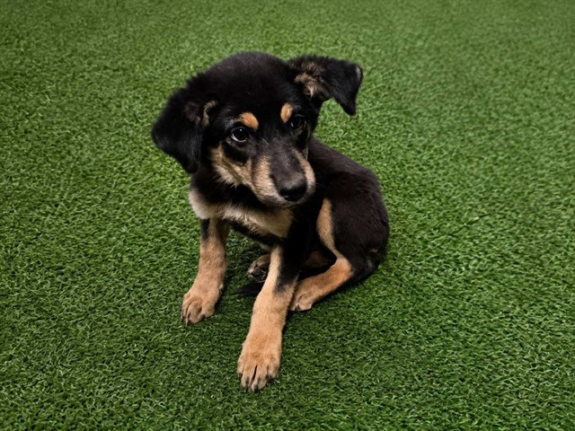 Shelter Stray Male Dog last seen , 38550 Sierra Hwy, Palmdale, CA 93550, USA