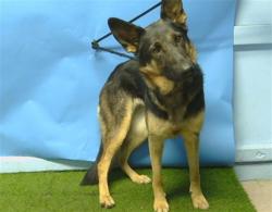 Shelter Stray Female Dog last seen , 216 W Victoria St, Gardena, CA 90248, USA
