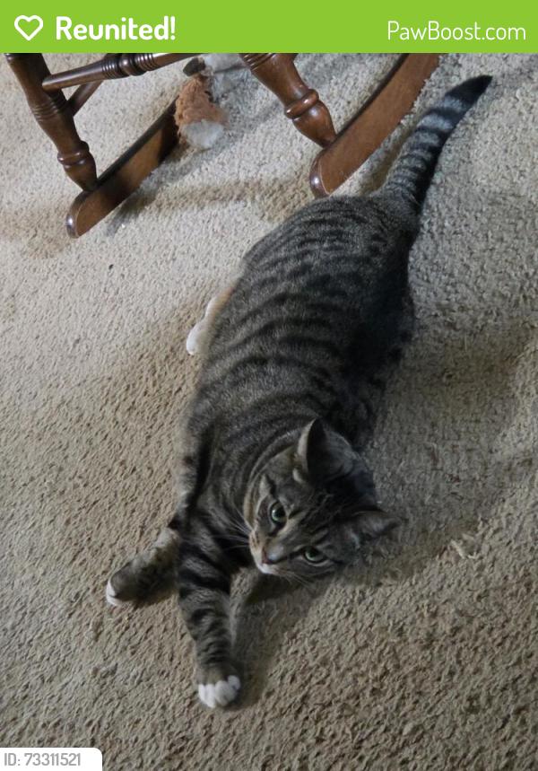 Reunited Female Cat last seen Mariner blvd and Augustine rd, Spring Hill, FL 34608