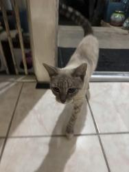 Found/Stray Unknown Cat last seen Near orange and Burnett in signal hill, Signal Hill, CA 90755