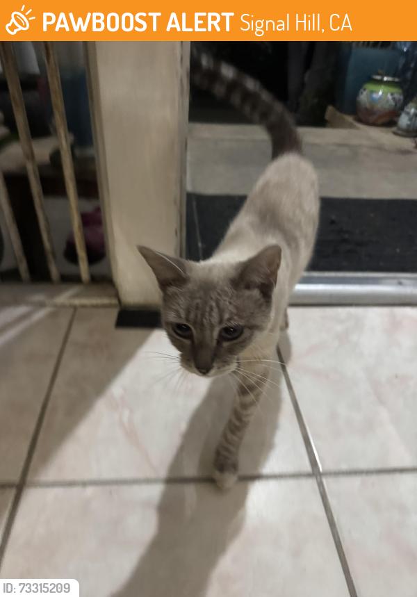 Found/Stray Unknown Cat last seen Near orange and Burnett in signal hill, Signal Hill, CA 90755