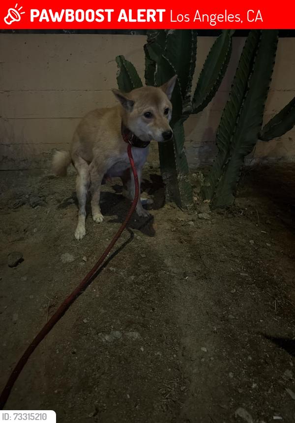 Lost Male Dog last seen 3rd and Alexandria ave, Los Angeles, CA 90020