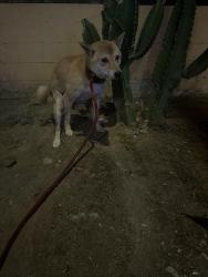 Lost Male Dog last seen 3rd and Alexandria ave, Los Angeles, CA 90020