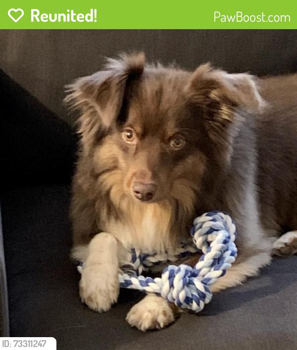 Reunited Female Dog last seen Target on California Oaks, Murrieta, CA 92562
