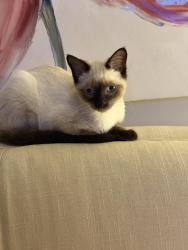 Reunited Female Cat last seen Near Lincoln st, Easton, MA 02356