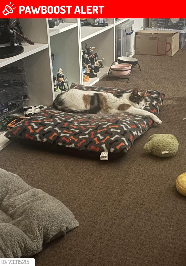 Lost Female Cat last seen Swarcliffe, Swarcliffe Estate, England LS14 5BH