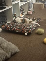 Lost Female Cat last seen Swarcliffe, Swarcliffe Estate, England LS14 5BH