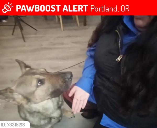 Lost Female Dog last seen NE 85th and Beech, Portland, OR 97220
