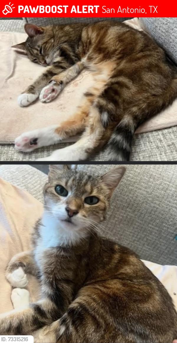 Lost Female Cat last seen she was last seen on dense star and basket crossing where she came from, San Antonio, TX 78245