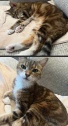 Lost Female Cat last seen she was last seen on dense star and basket crossing where she came from, San Antonio, TX 78245