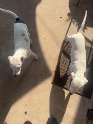 Found/Stray Female Dog last seen Broadway, Lubbock, TX 79401