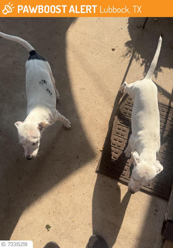 Found/Stray Female Dog last seen Broadway, Lubbock, TX 79401