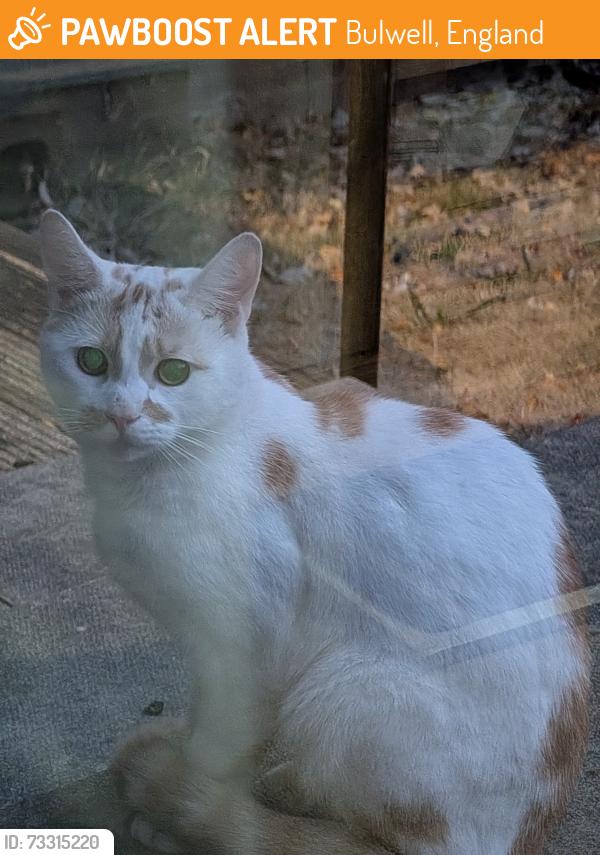 Found/Stray Male Cat last seen Londis, Bulwell, England 