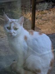 Found/Stray Male Cat last seen Londis, Bulwell, England 