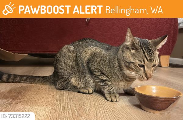 Found/Stray Unknown Cat last seen Near Franklin st, Bellingham, WA 98225